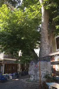 Plomari  - LESVOS