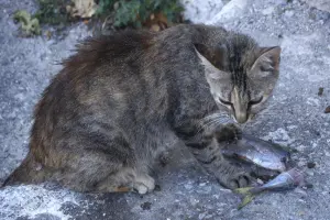 Plomari  - LESVOS