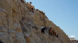 Zoodochos Pigi Monastery  - PSARA