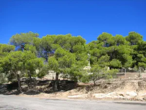 Temple of Aphaia  - AEGINA