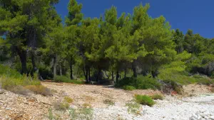 Spartines Beach  - ALONISSOSI